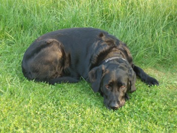Alf05a