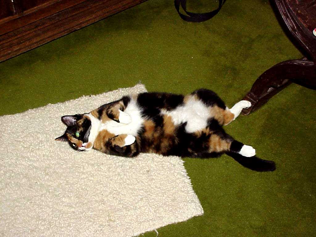 BUNTI018