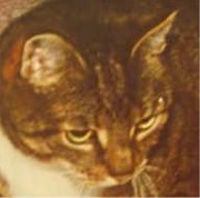 bongo