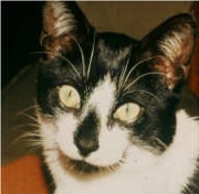 felix1