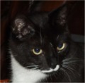 samson1