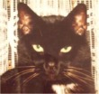 zorro1